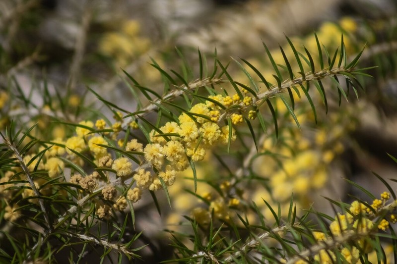 Acacia neorigida photo 5