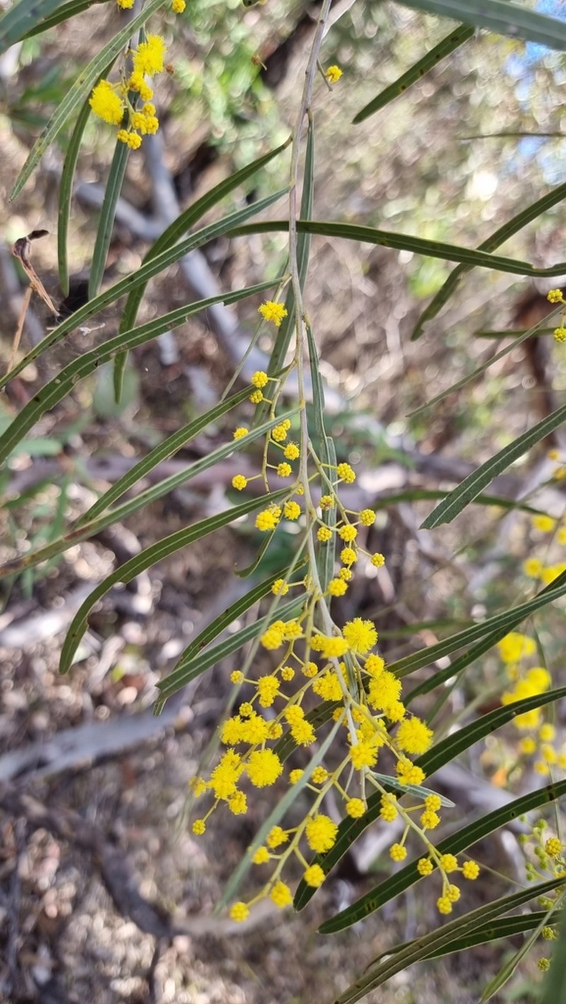 Acacia neriifolia photo 3