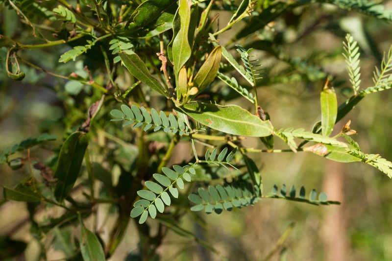 Acacia neriifolia photo 4