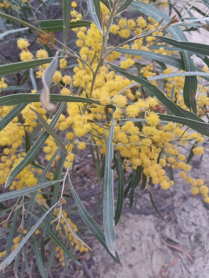 Acacia neriifolia photo 5