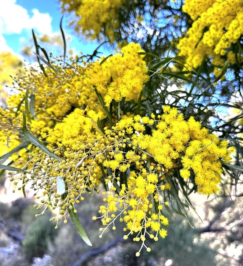 Acacia neriifolia photo 7