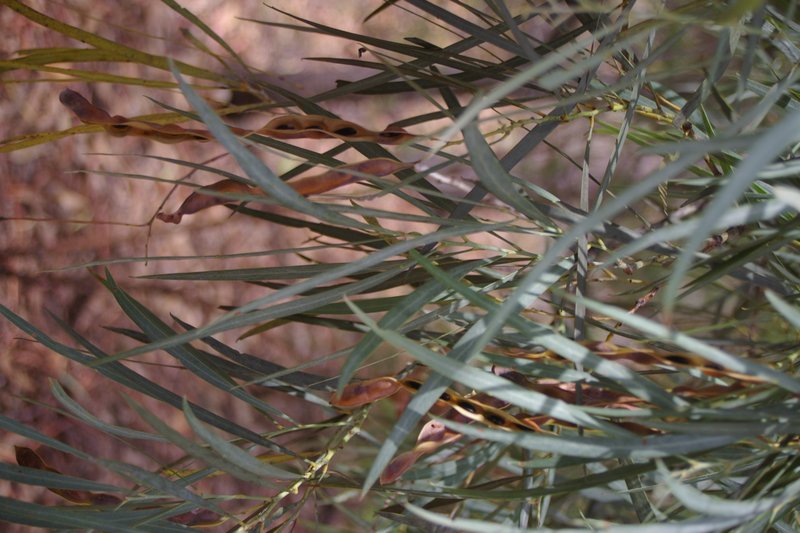 Acacia neriifolia photo 2