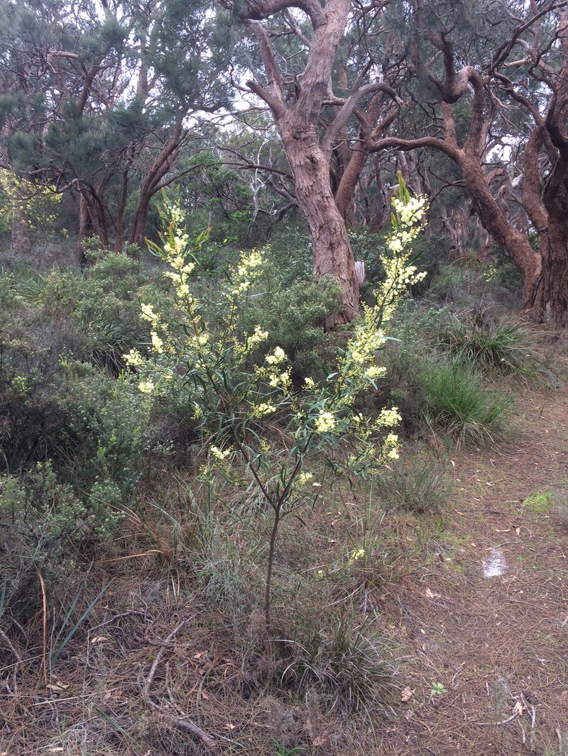 Acacia nervosa