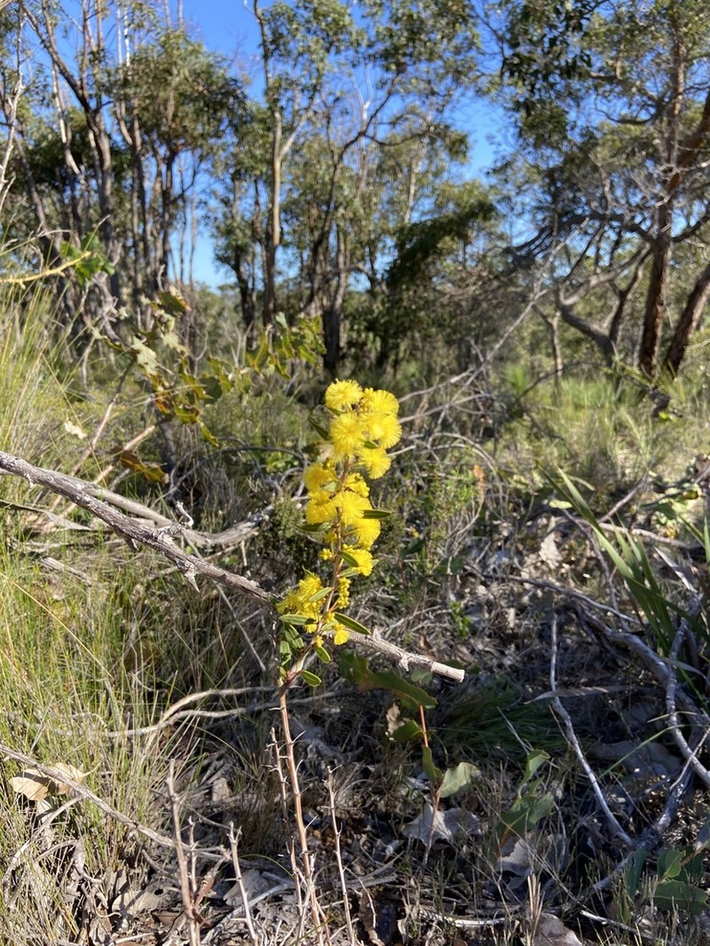 Acacia nervosa photo 2