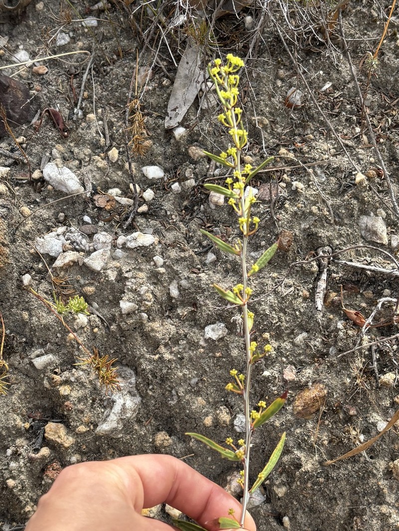 Acacia nervosa photo 3