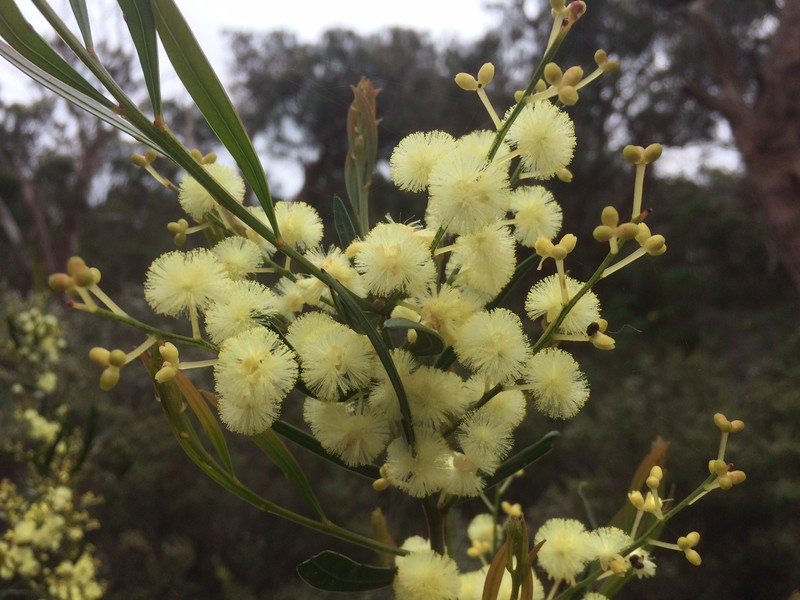 Acacia nervosa photo 4