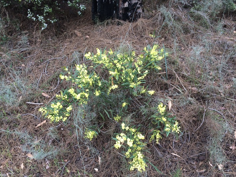 Acacia nervosa photo 5