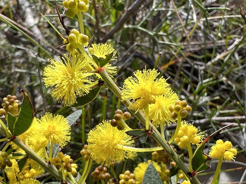 Acacia nervosa photo 6