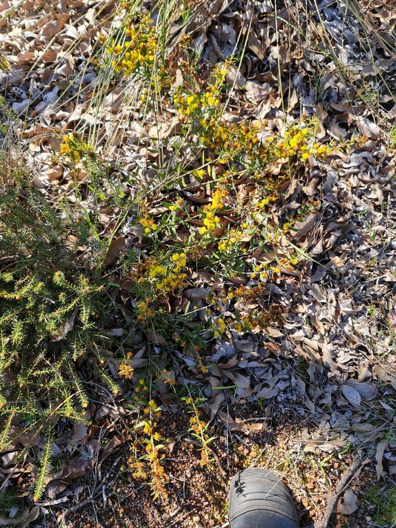Acacia nervosa photo 7