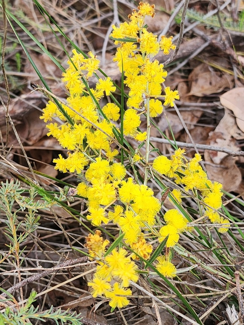 Acacia nervosa photo 8
