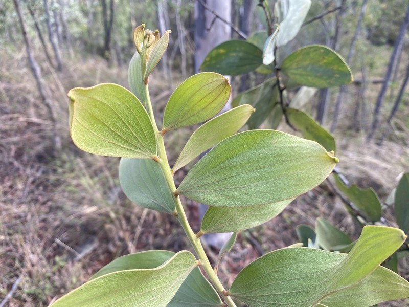 Acacia nesophila photo 2