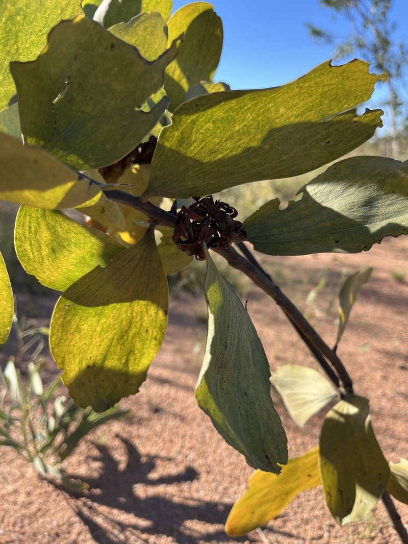 Acacia nesophila photo 3