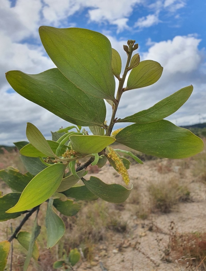 Acacia nesophila photo 4