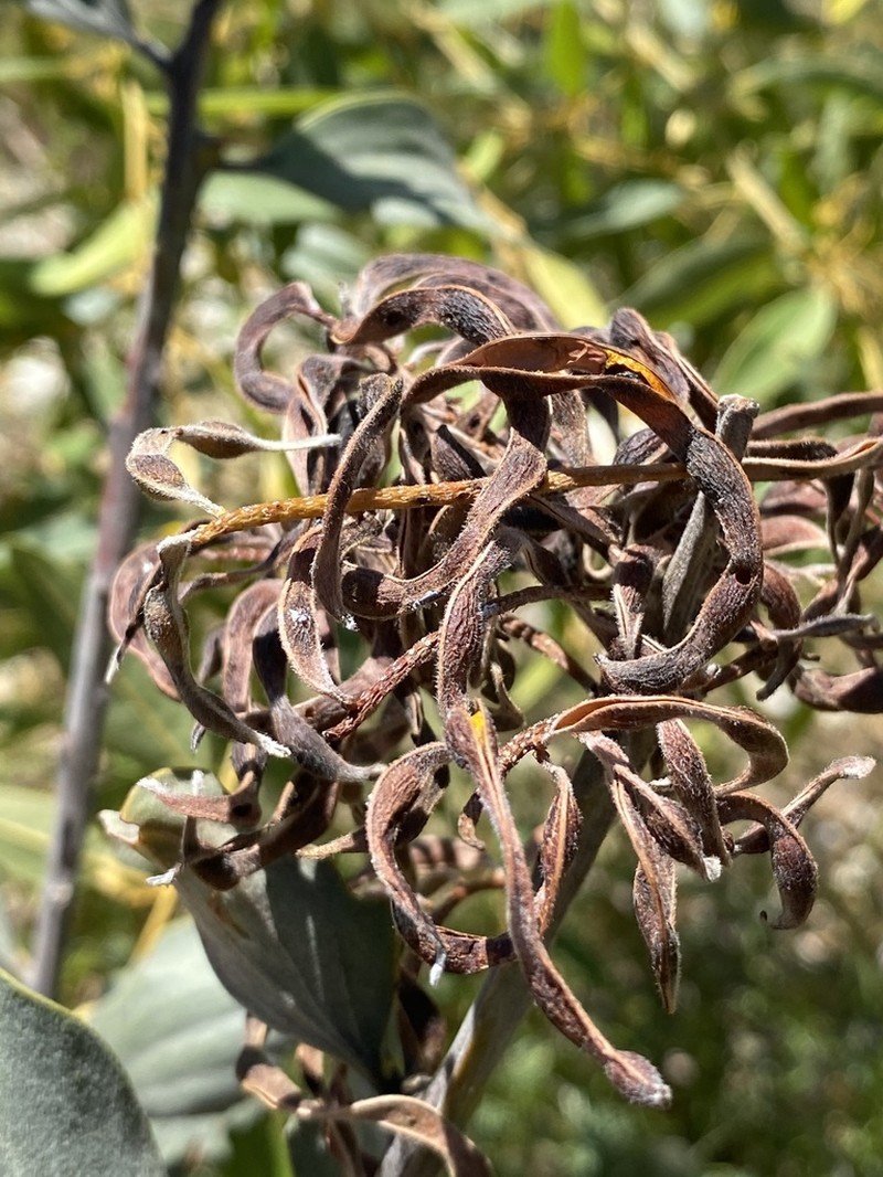 Acacia nesophila photo 5
