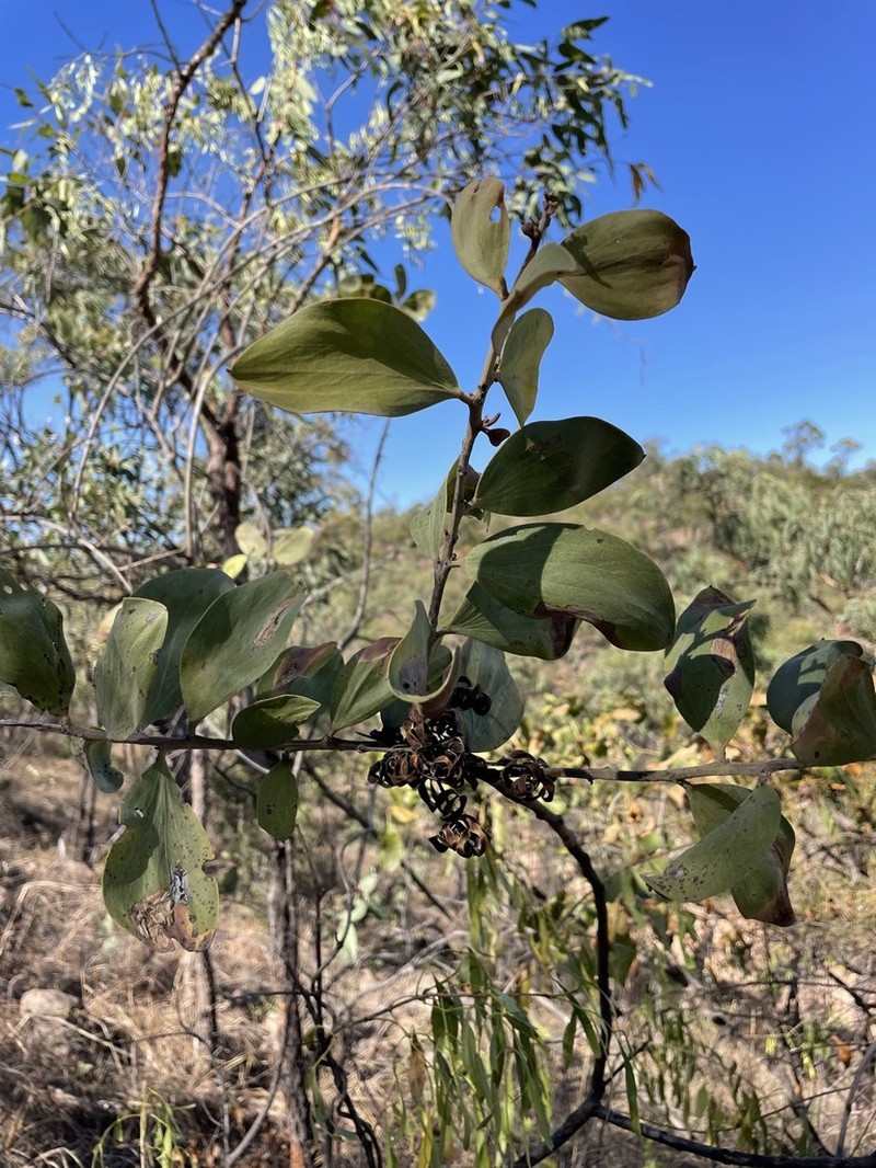 Acacia nesophila photo 6