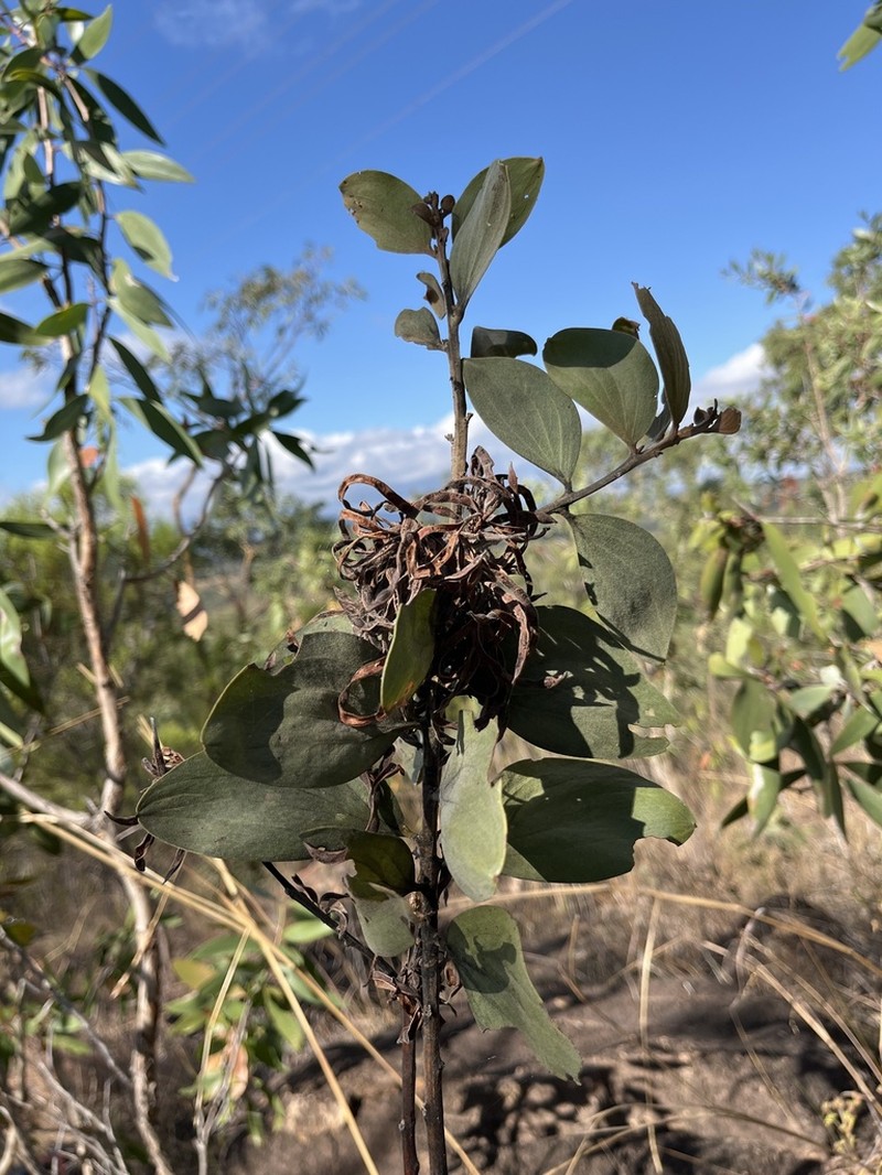 Acacia nesophila photo 7