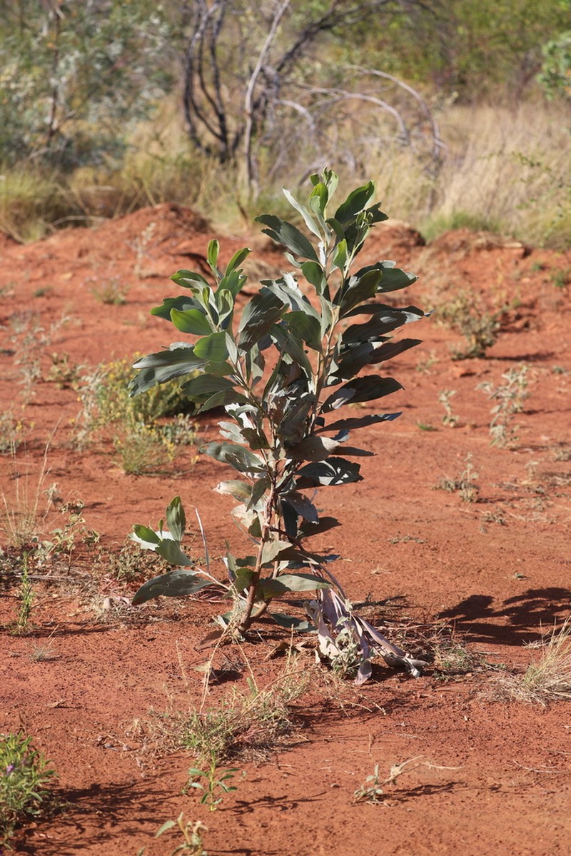 Acacia neurocarpa photo 2
