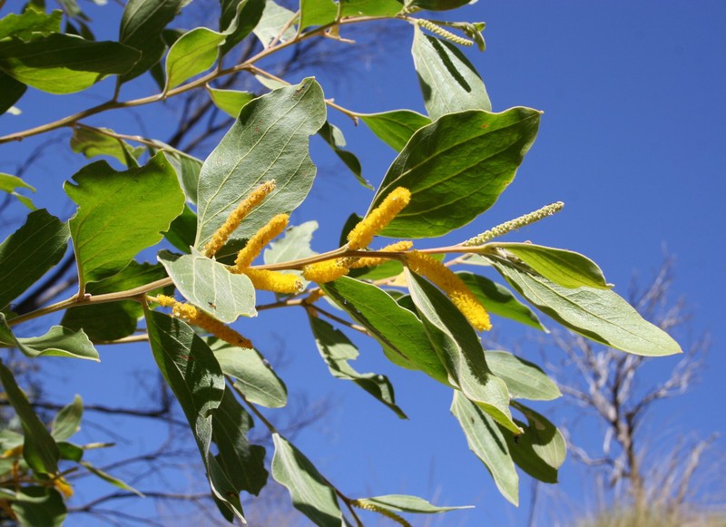 Acacia neurocarpa photo 3