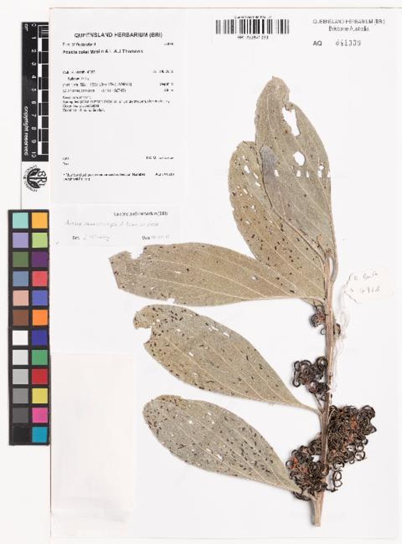 Acacia neurocarpa photo 4