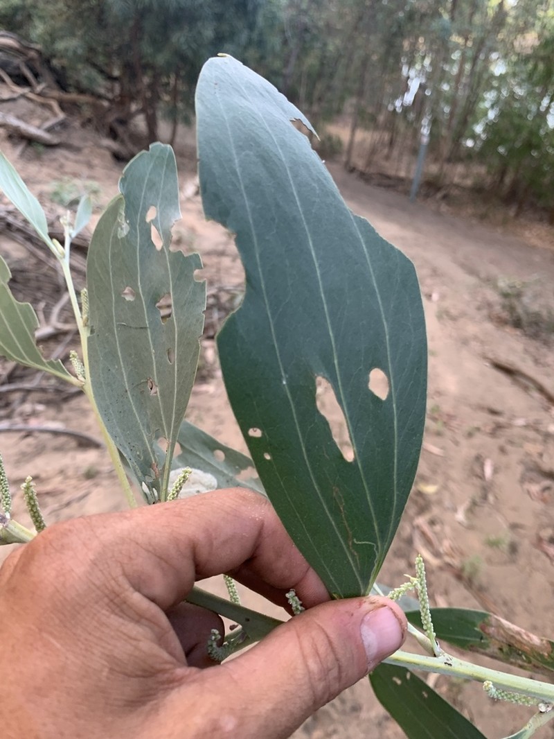 Acacia neurocarpa photo 5
