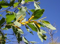 Acacia neurocarpa