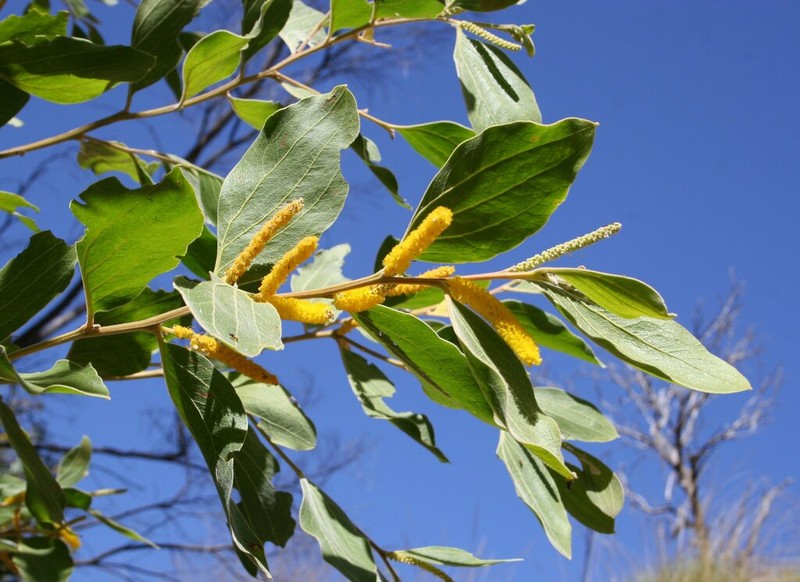 Acacia neurocarpa photo 2