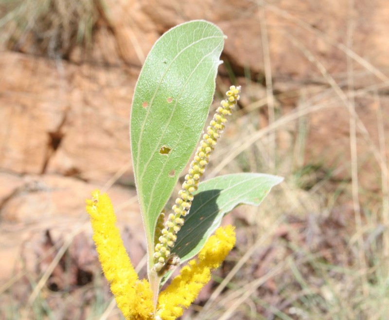 Acacia neurocarpa photo 3