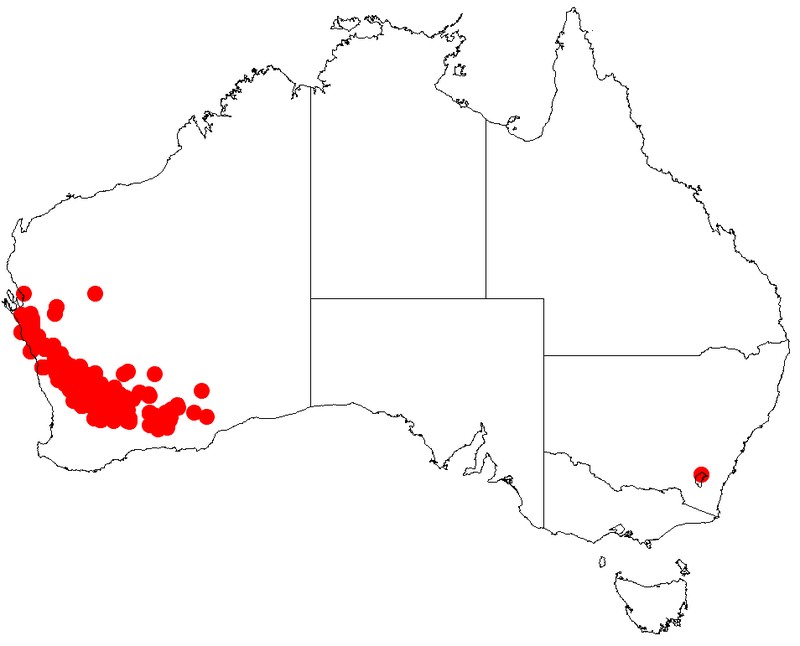Acacia neurophylla