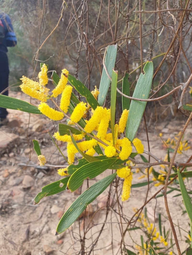 Acacia neurophylla photo 2