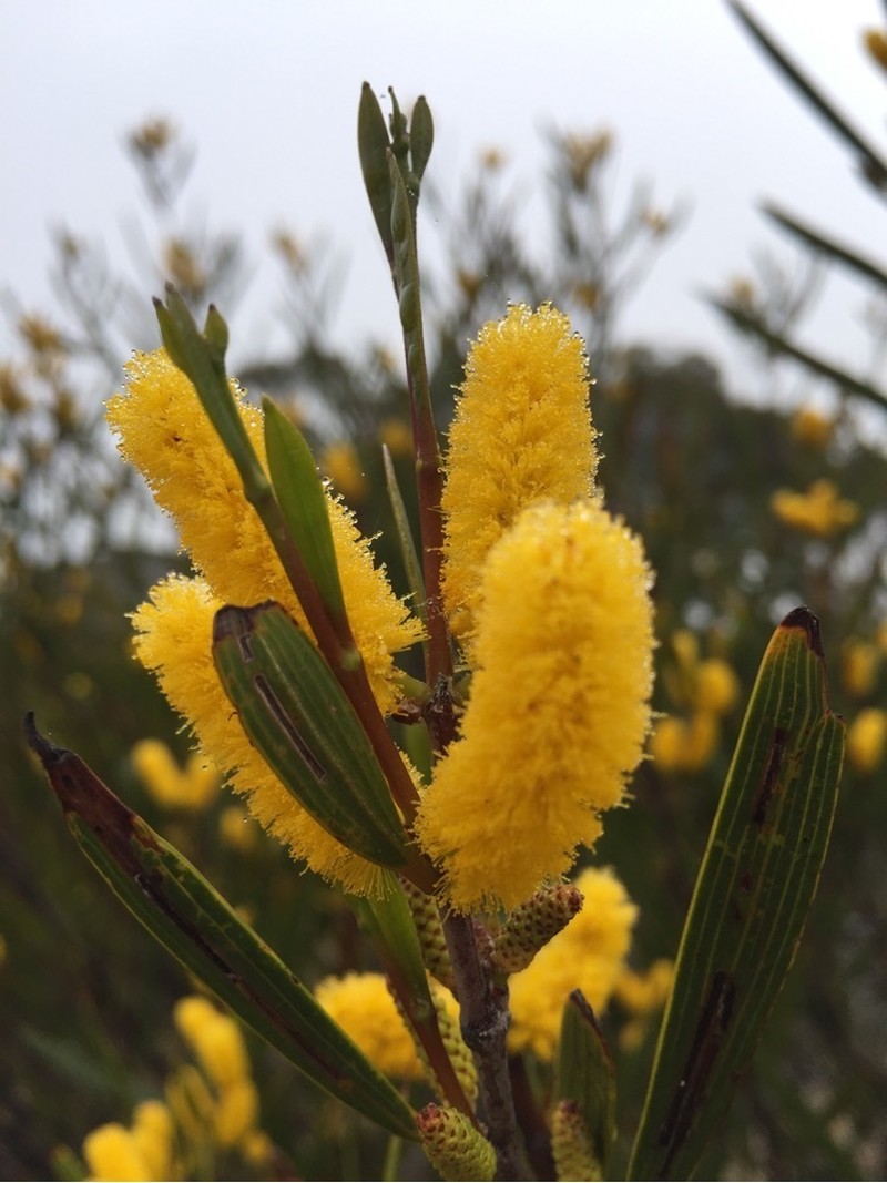 Acacia neurophylla photo 3