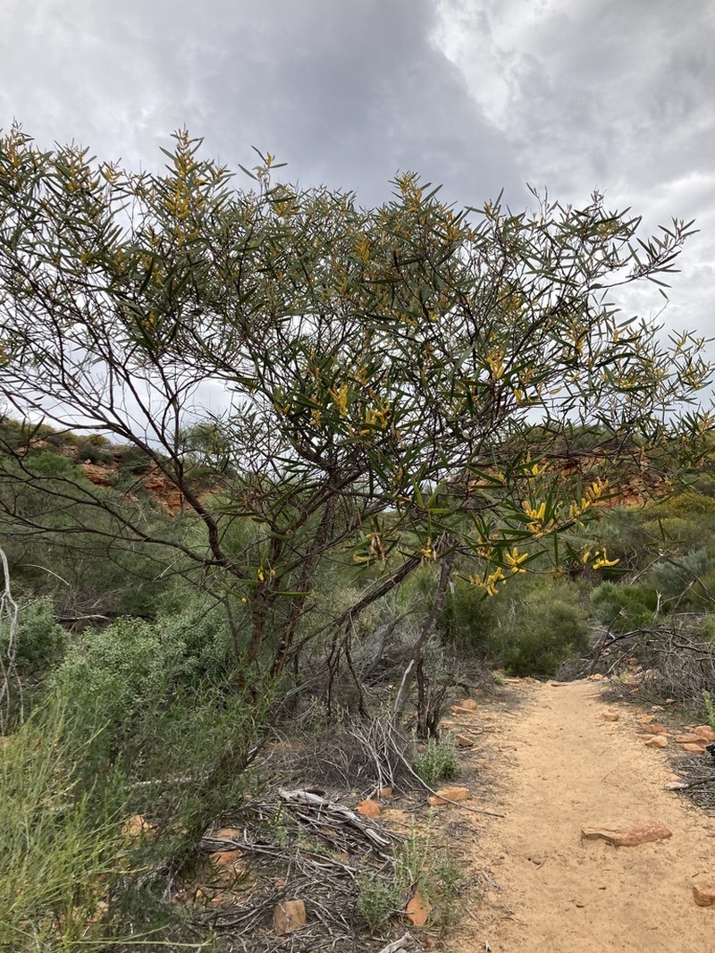 Acacia neurophylla photo 4