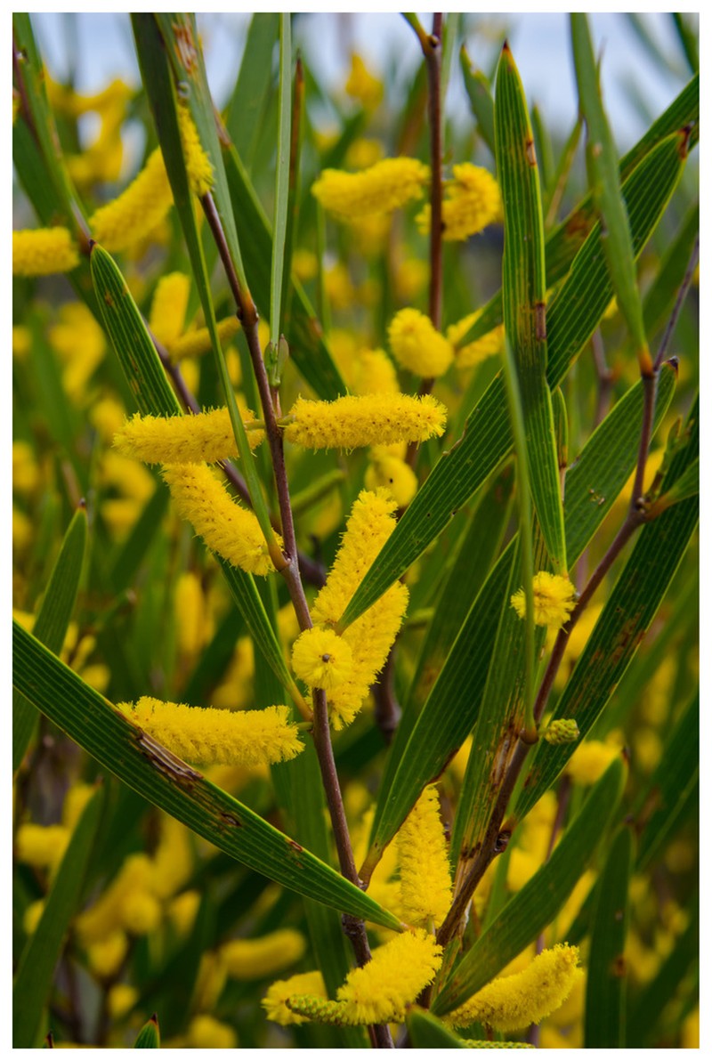 Acacia neurophylla photo 6
