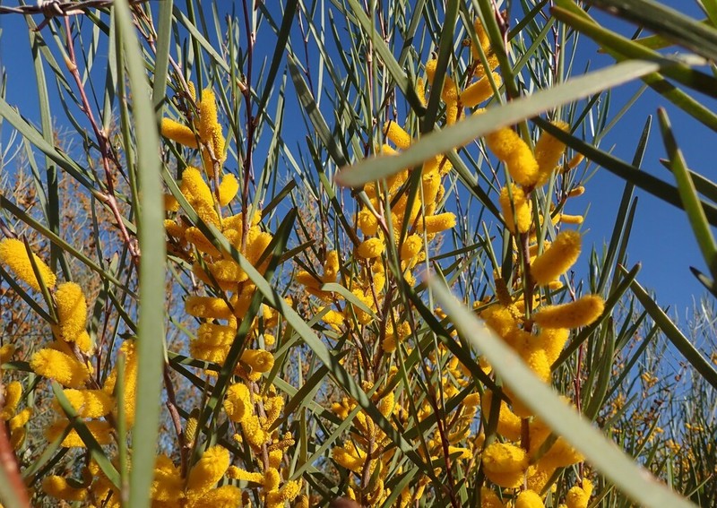 Acacia neurophylla photo 7