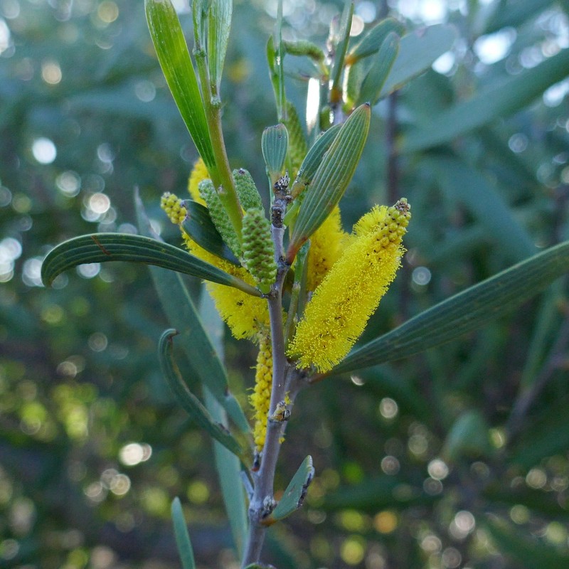 Acacia neurophylla subsp. erugata photo 3
