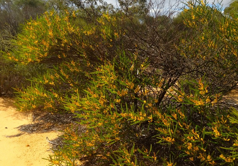 Acacia neurophylla subsp. erugata photo 4