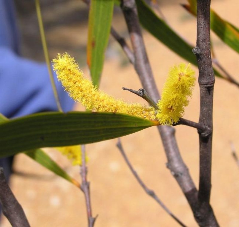 Acacia neurophylla subsp. erugata photo 5