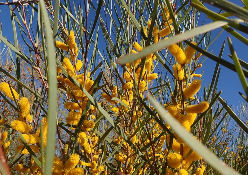 Acacia neurophylla subsp. erugata