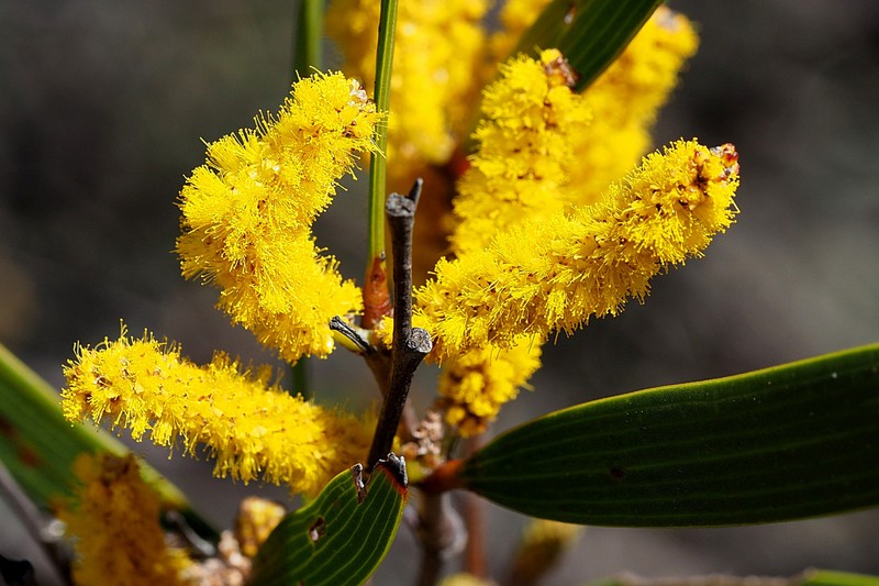 Acacia neurophylla subsp. neurophylla