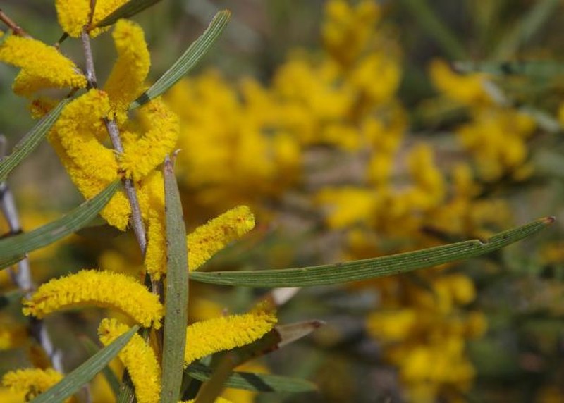 Acacia neurophylla subsp. neurophylla photo 2