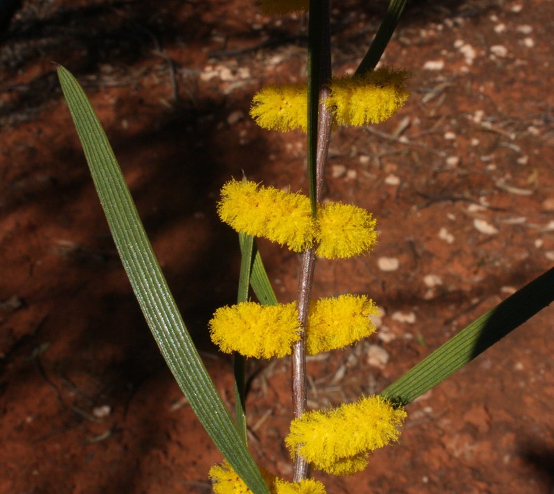 Acacia neurophylla subsp. neurophylla photo 3