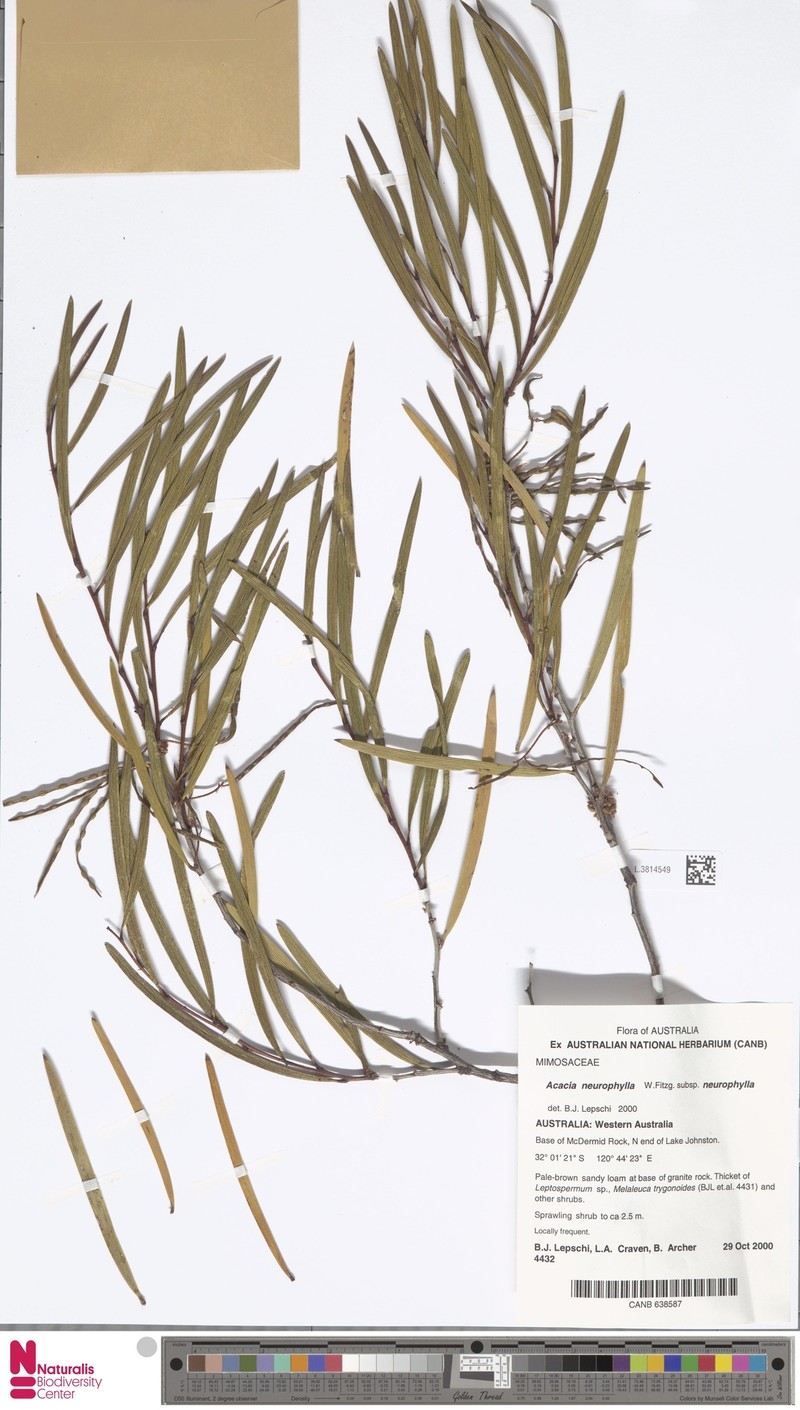 Acacia neurophylla subsp. neurophylla photo 4