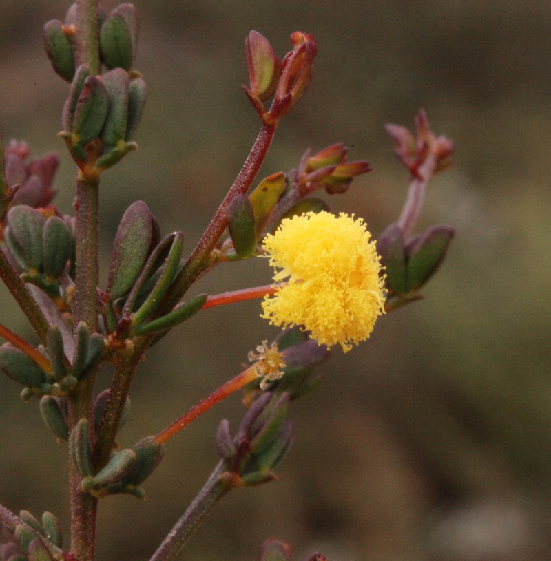 Acacia newbeyi photo 2