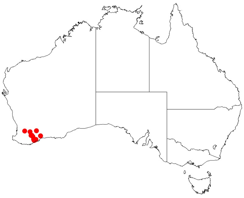 Acacia newbeyi