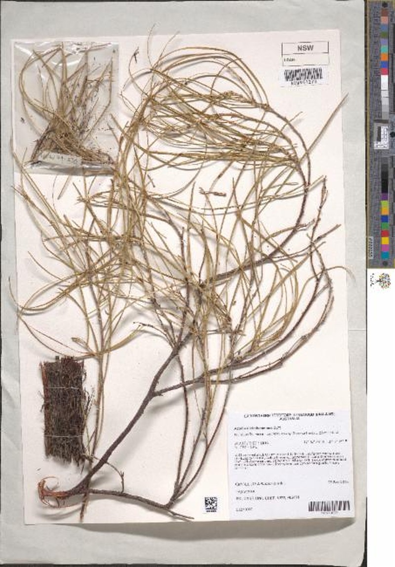 Acacia nicholsonensis