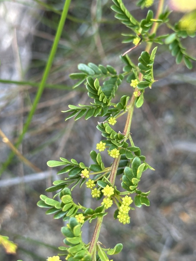 Acacia nigricans photo 3