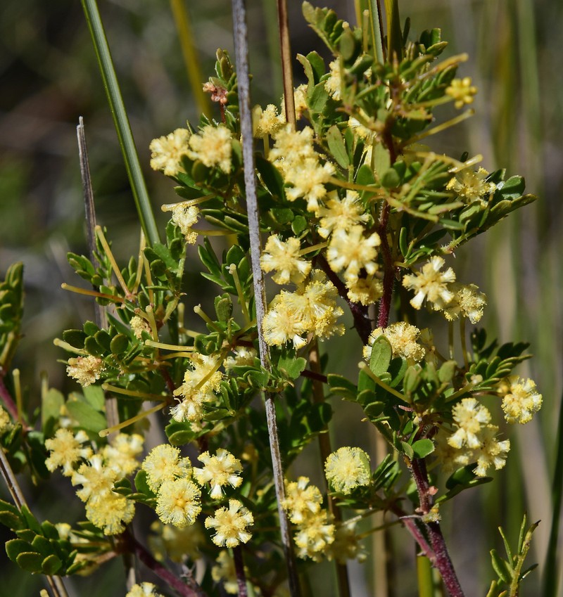 Acacia nigricans photo 4