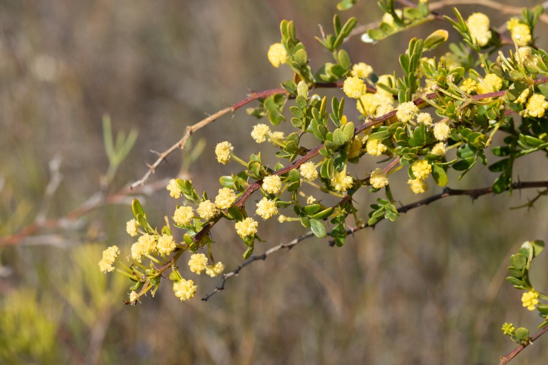 Acacia nigricans photo 5