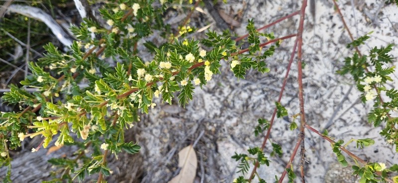 Acacia nigricans photo 6