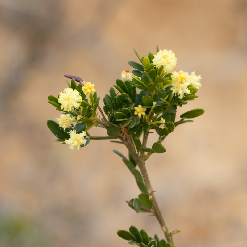 Acacia nigricans photo 7