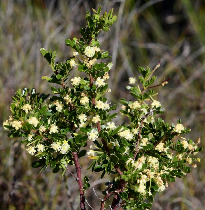 Acacia nigricans photo 8